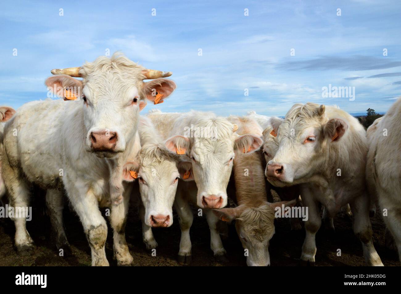 A herd of Charolais cows in a field, in the countryside. Stock Photo