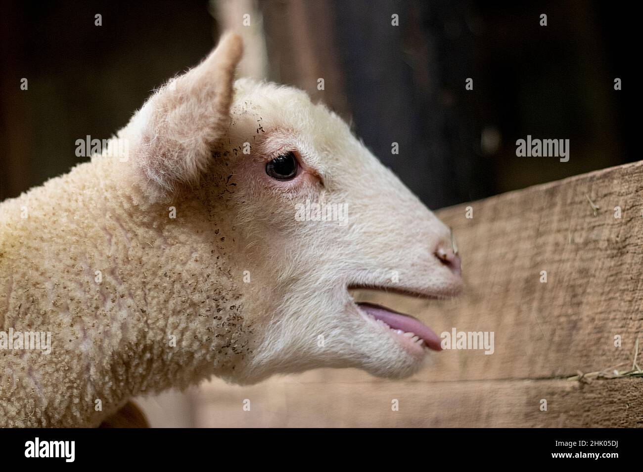 Baby lamb Bleating or Baaing for the mother ewe or sheep in the barn with his tongue sticking out Stock Photo