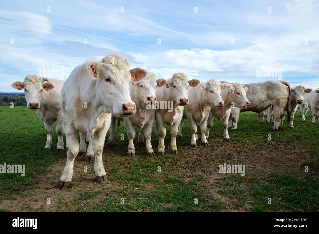 A herd of Charolais cows in a field, in the countryside. Stock Photo