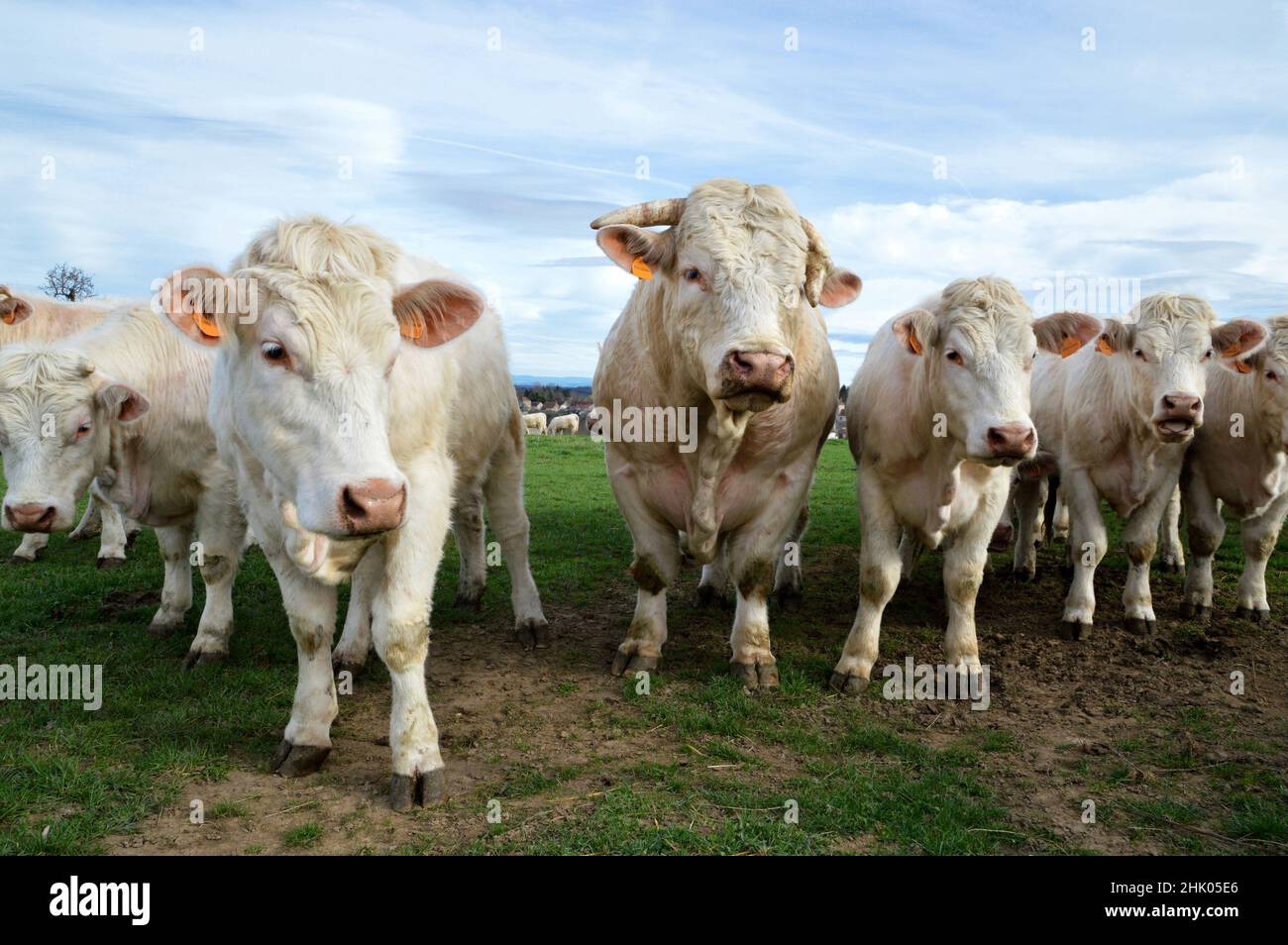 A herd of Charolais cows with bull in a field, in the countryside. Stock Photo