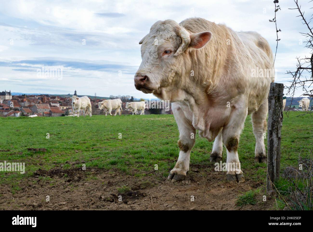 Beautiful and powerful Charolais bull in a cow herd Stock Photo