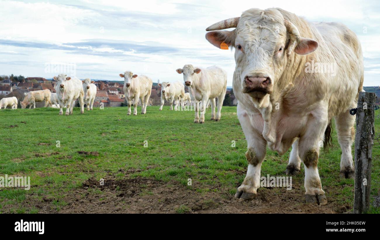 Beautiful and powerful Charolais bull in a cow herd Stock Photo