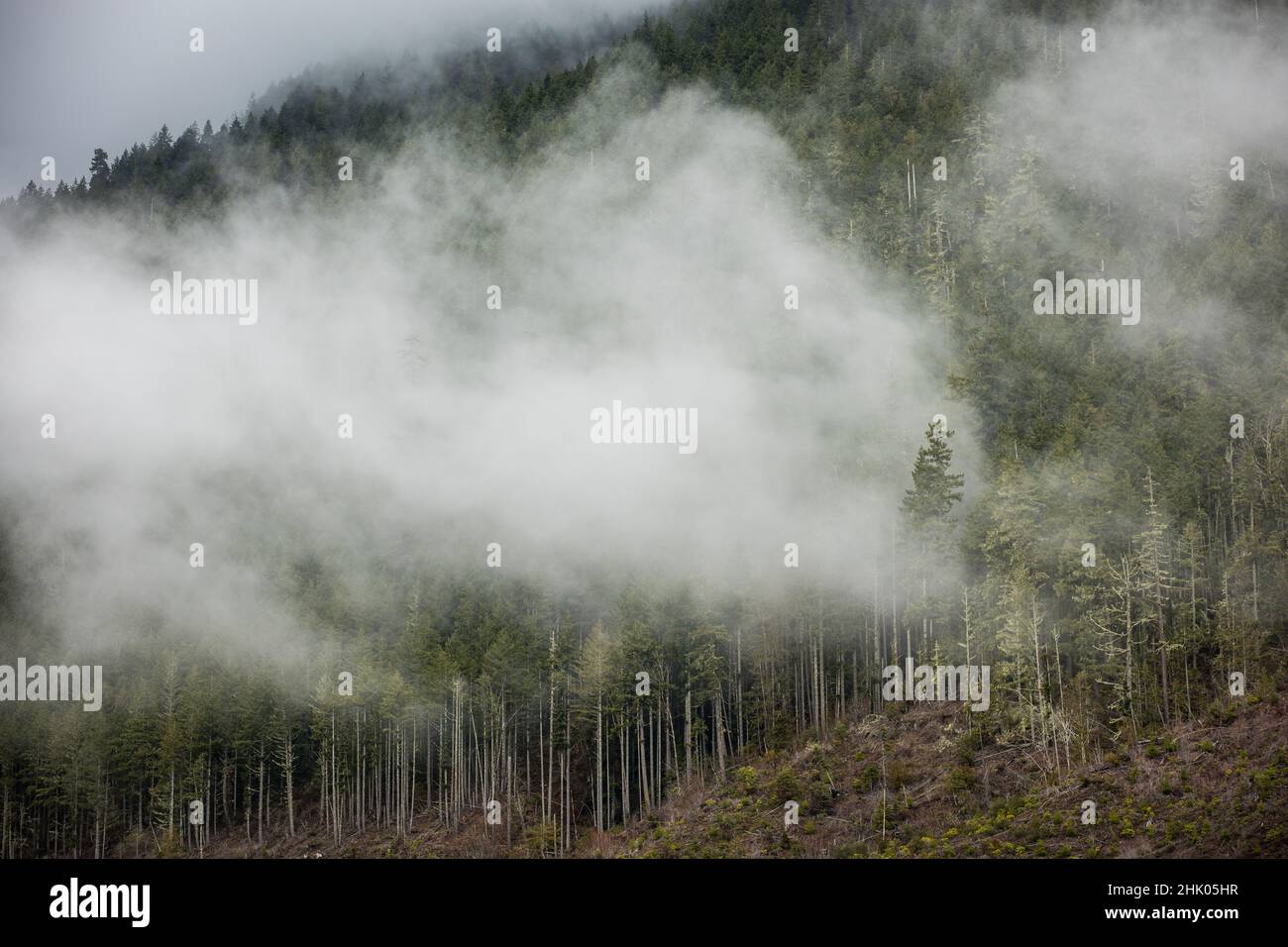 Tree line lake washington hi-res stock photography and images - Alamy