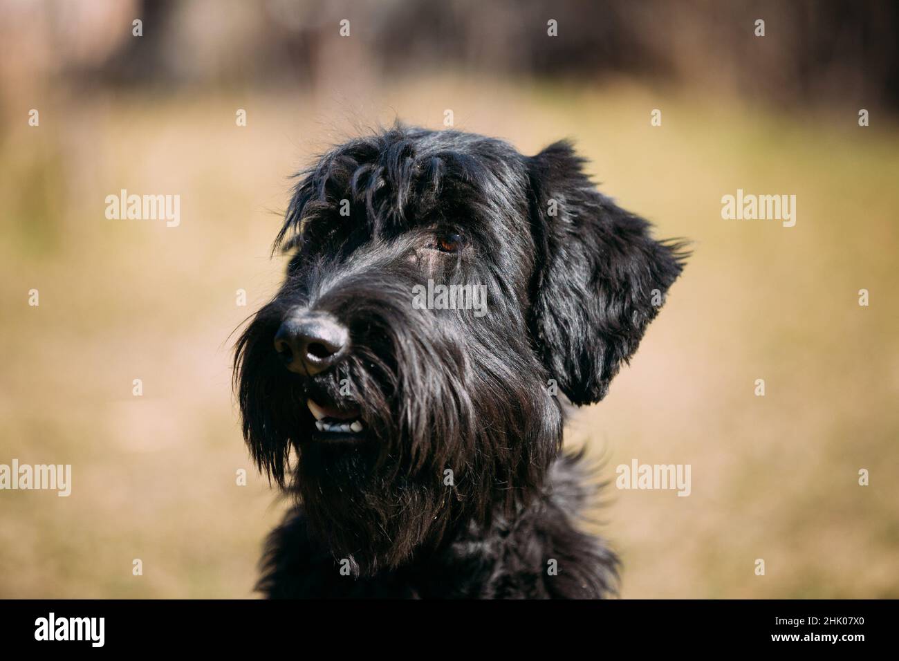 are carrots good for a standard schnauzer
