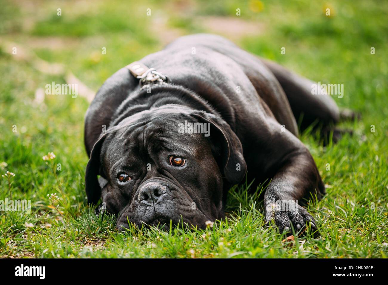 Cane Corso, a Dog Breed from Italie, Mother and Puppies on Grass Stock  Photo - Alamy