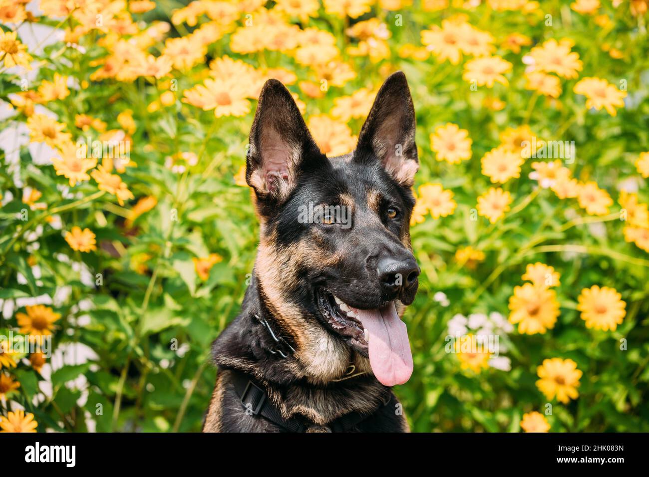 The Portrait Of Staring Purebred Short-Haired German Shepherd Adult Dog Or  Alsatian Wolf Dog With Prick-Ears, Opened Jaws, Tongue, Teeth. Bright Stock  Photo - Alamy