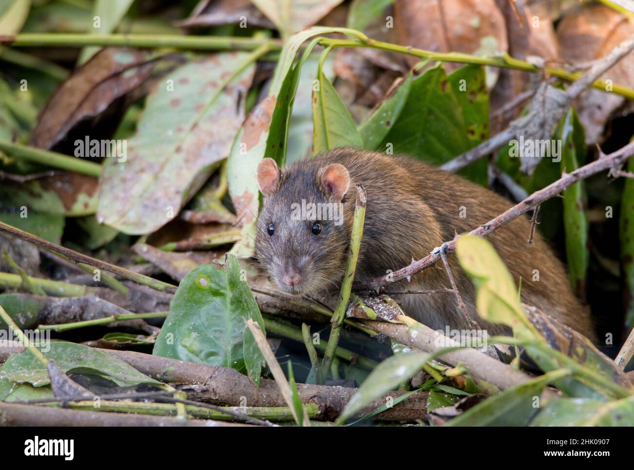 Brown Rat, Rattus norvegicus, Rat in a British Garden, Spring 2022 Stock Photo