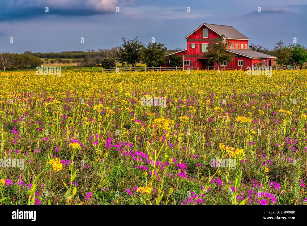 Texas Ranch Field Wildflowers at a ranch in Texas Stock Photo - Alamy
