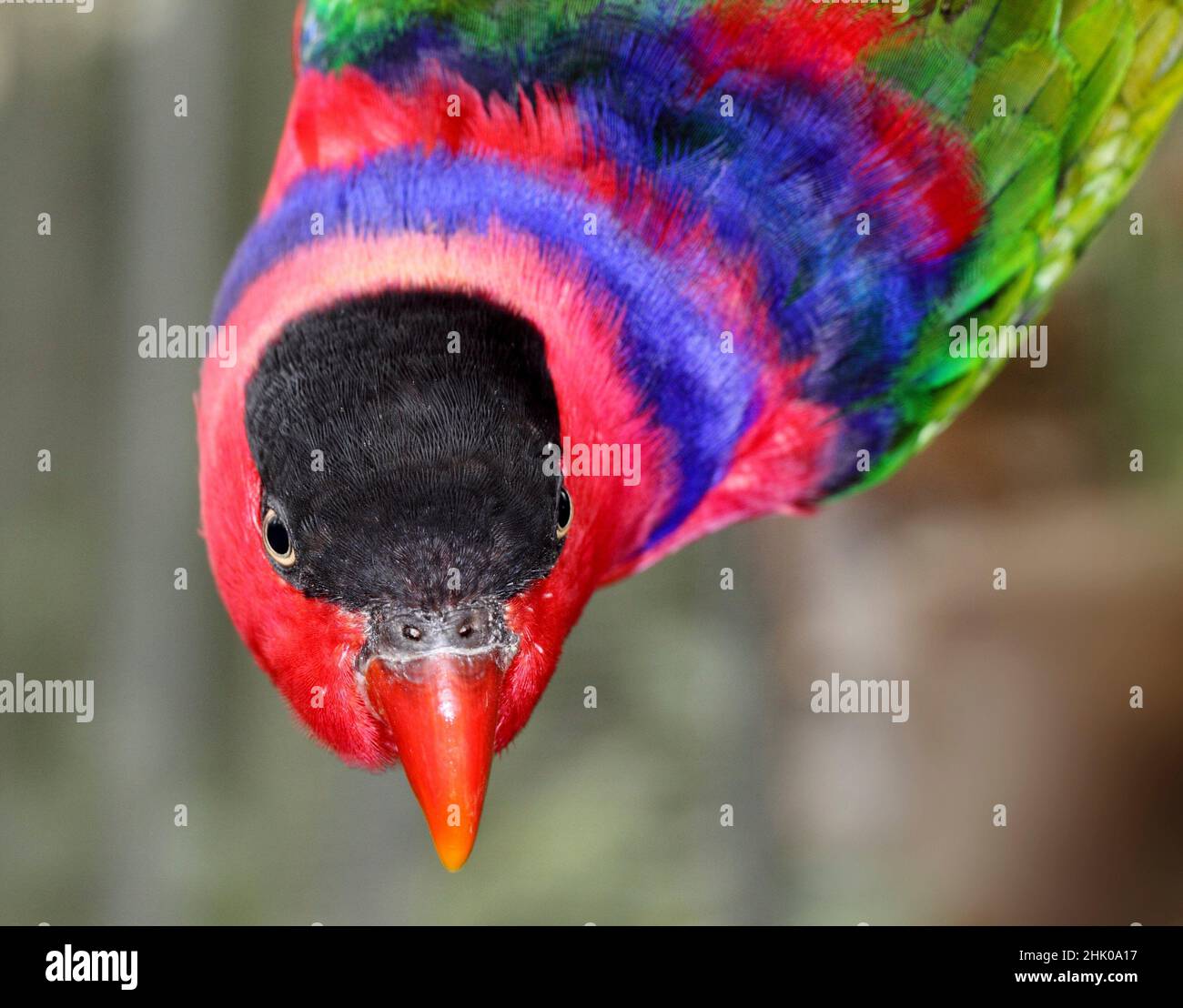 Lory white hi-res stock photography and images - Alamy