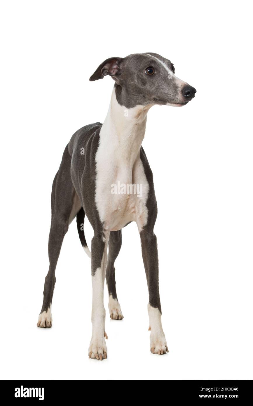 Whippets Dog Standing Isolated On White Background Stock Photo Alamy whippets-dog-standing-isolated-on-white-background-stock-photo-alamy