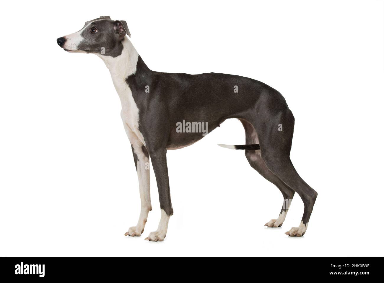 Whippets Dog Standing Isolated On White Background Stock Photo Alamy whippets-dog-standing-isolated-on-white-background-stock-photo-alamy