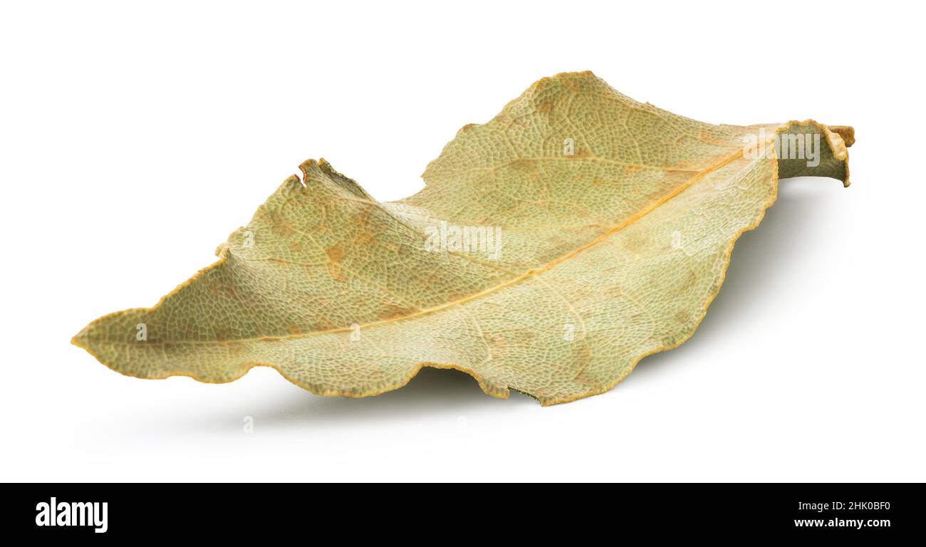 Dried bay leaf isolated on a white background Stock Photo Alamy