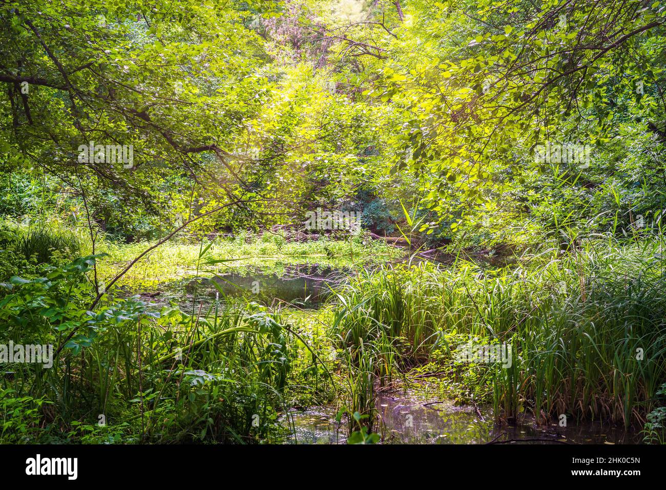 Sunbeams over forest river in the morning. Stock Photo