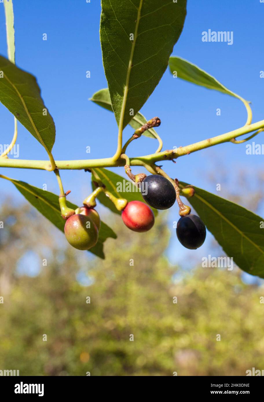 Bay or Laurus nobilis berries closeup. Mediterranean native tree used for seasoning in cooking. Stock Photo
