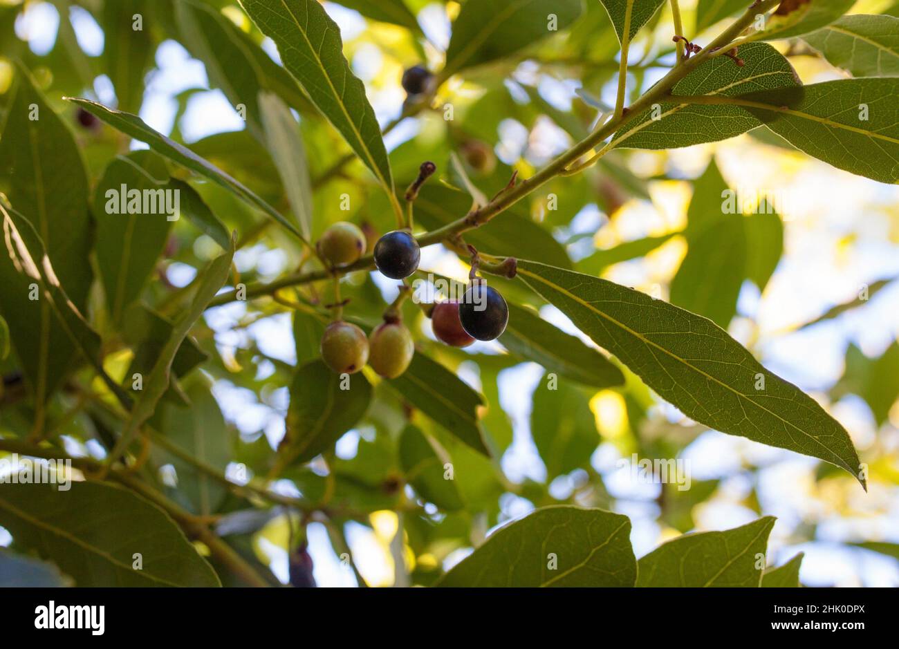 Bay or Laurus nobilis berries closeup. Mediterranean native tree used for seasoning in cooking. Stock Photo