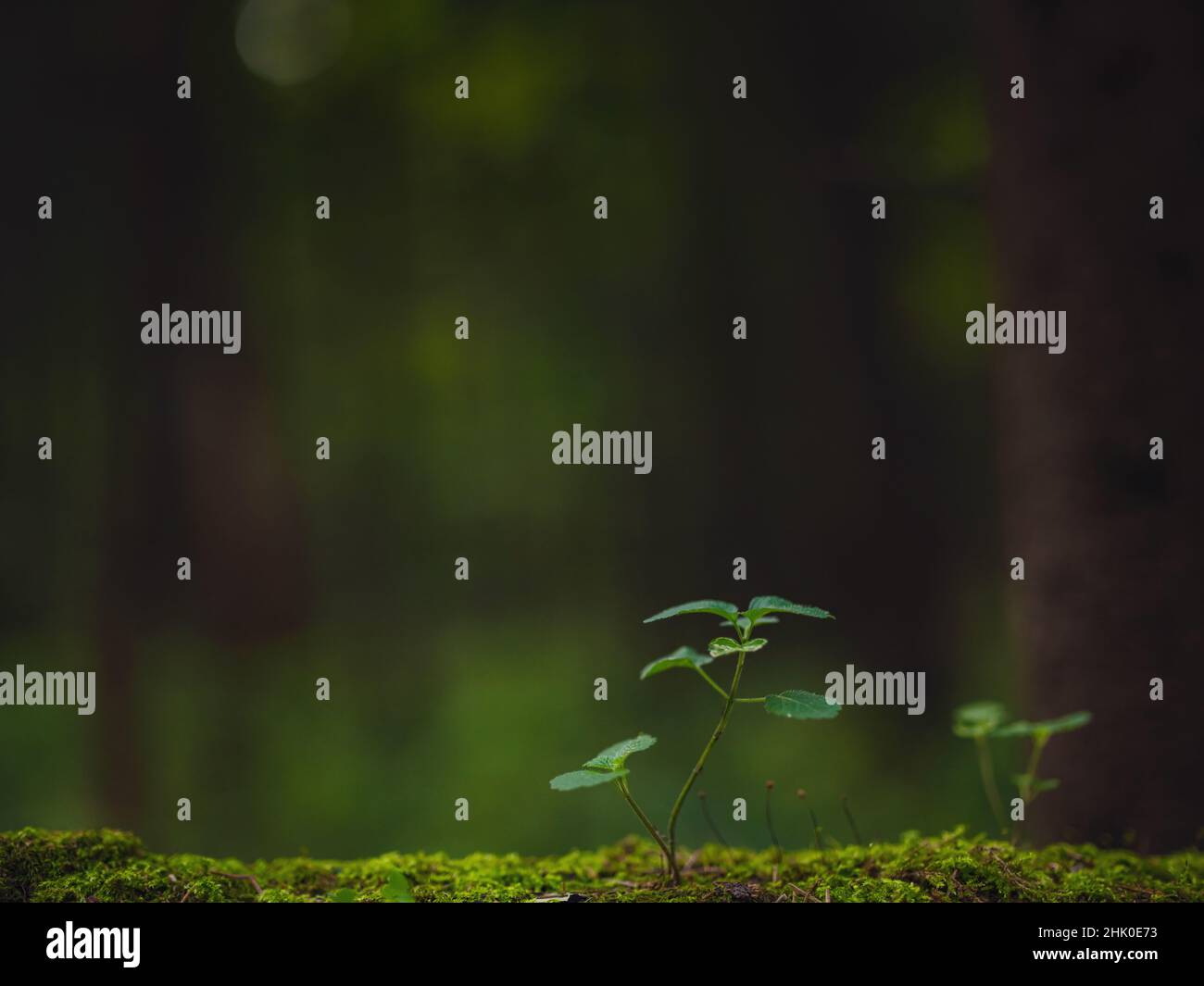 traditional forest of central Russia, summer sunset. Scenic forest of ...