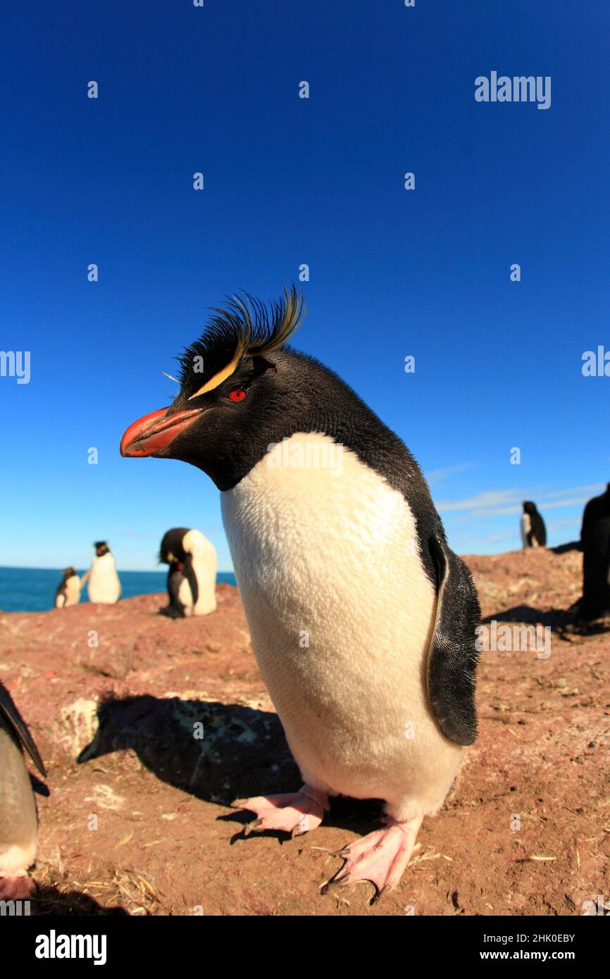 Rockhopper penguin ,eudyptes , Patagonia ,Argentina Stock