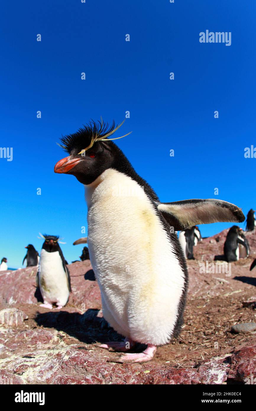 Rockhopper penguin ,eudyptes chrysocome , Patagonia ,Argentina Stock Photo