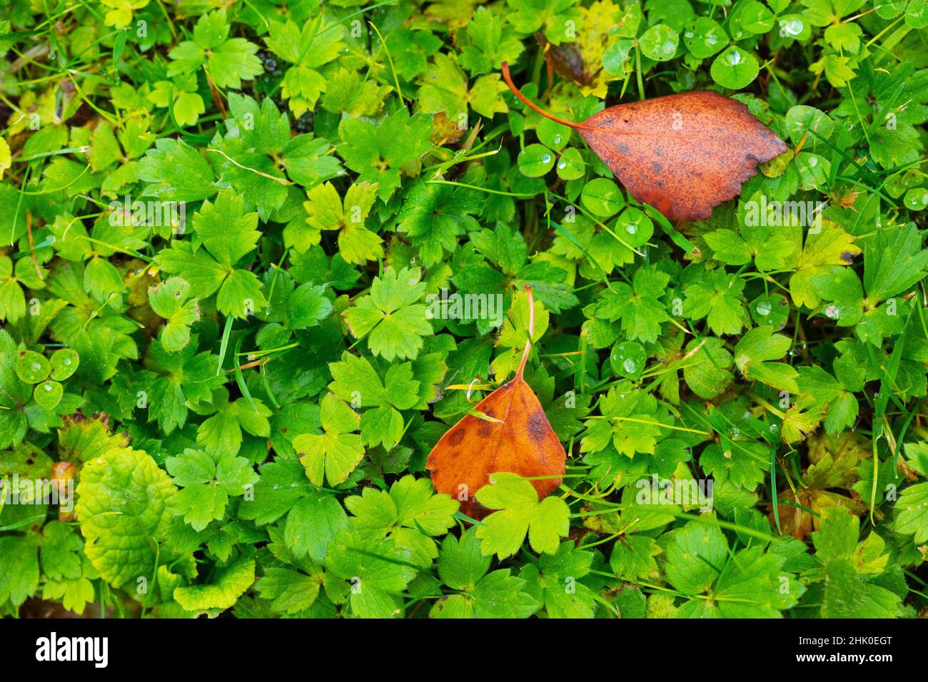 Lawn with fresh green grass texture background from top Stock Photo - Alamy