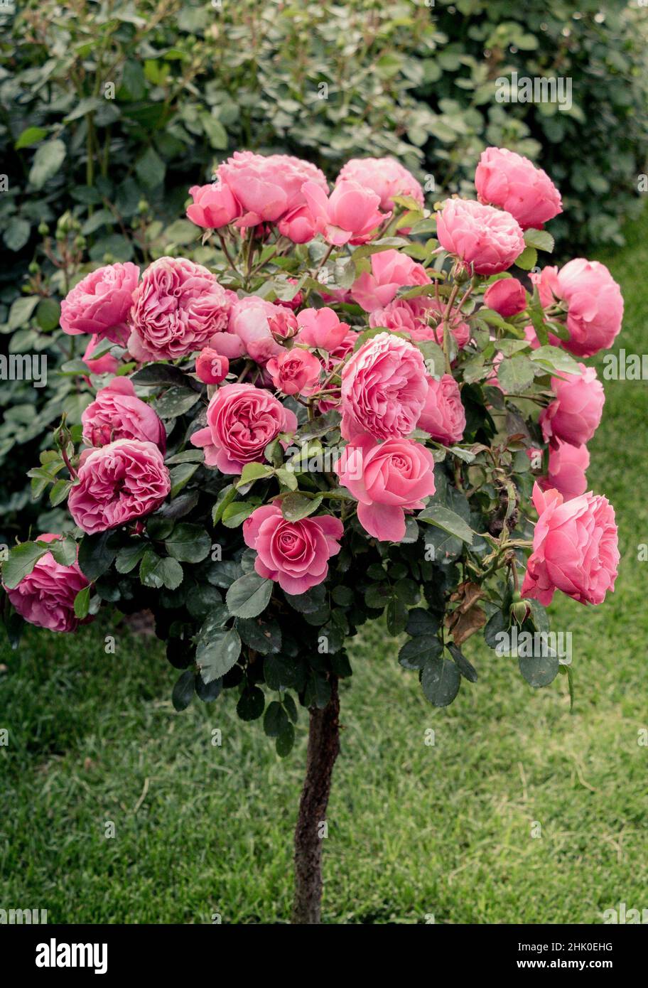 Rose tree hi-res stock photography and images - Alamy