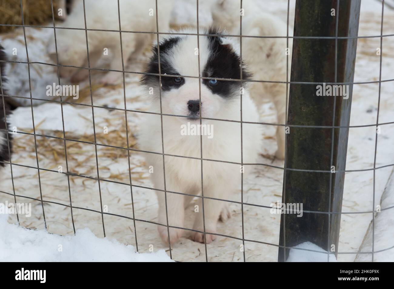 Group of small puppies in a shelter cage in winter Stock Photo