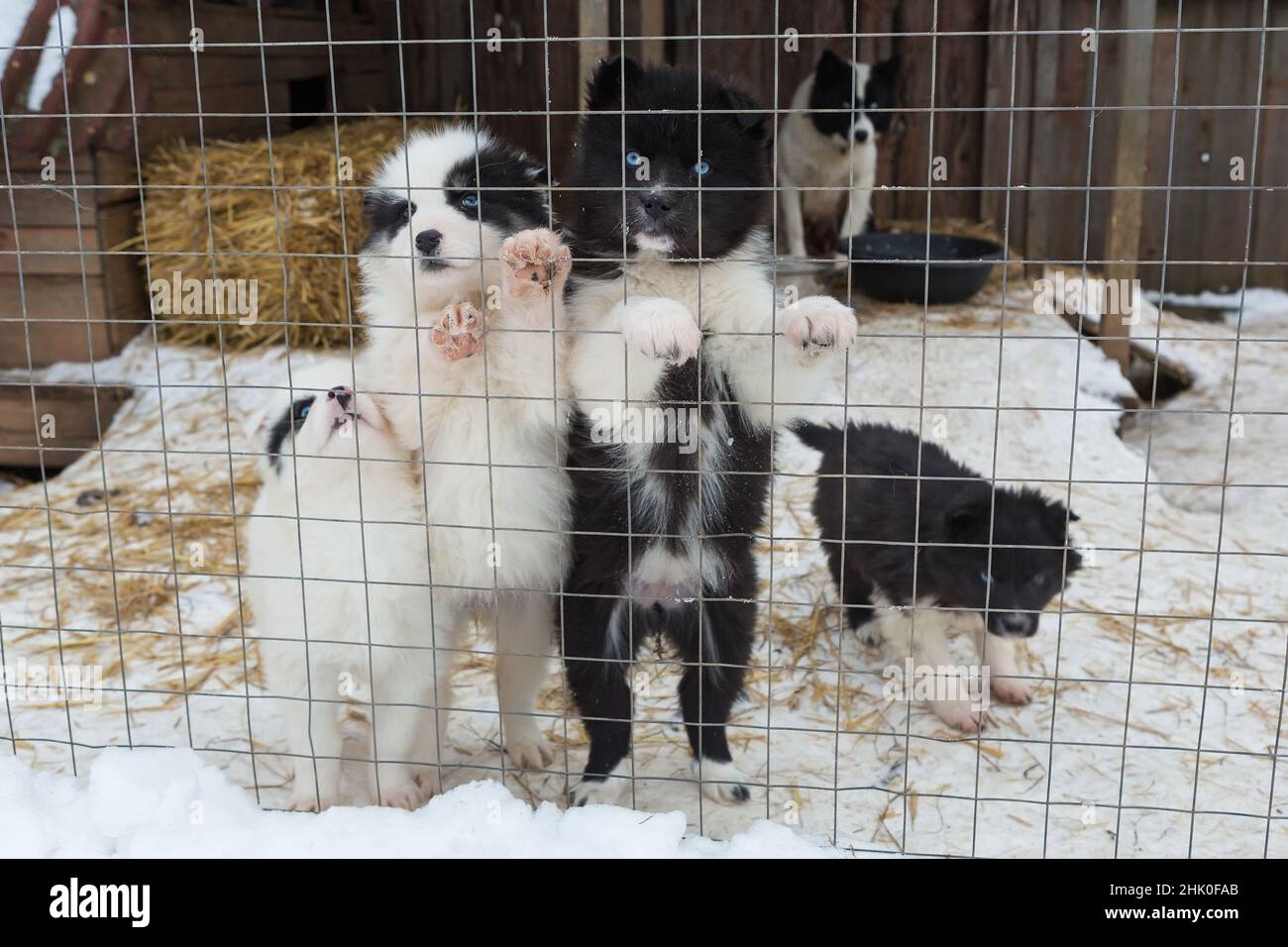 Group of small puppies in a shelter cage in winter Stock Photo