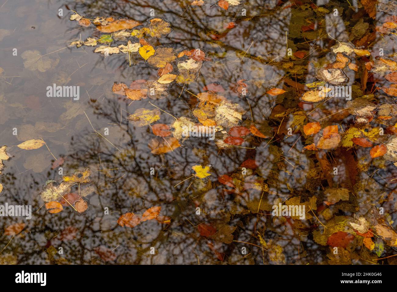 Autumn leaves and a tree reflecting in St Ann’s Well in the Malvern Hills above Malvern. Stock Photo