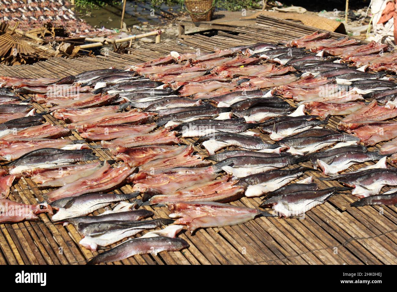 Fish production place drying fish at the river side, Myanmar Stock Photo