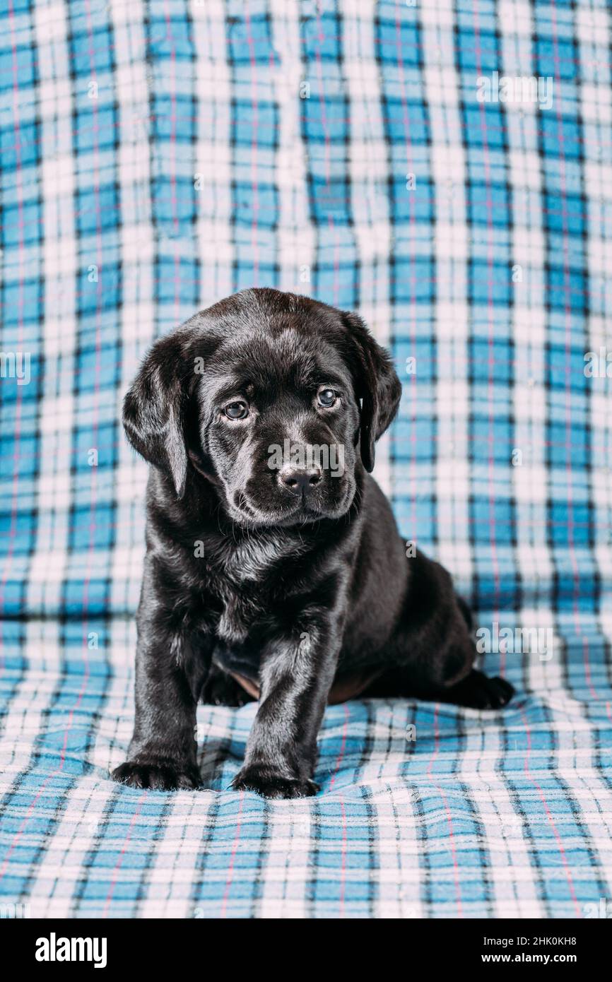 blue gingham background clipart of dogs