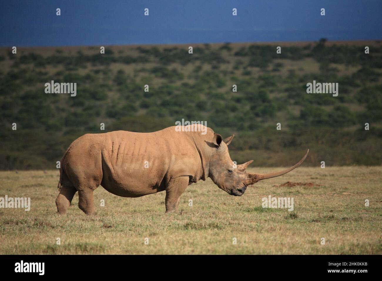 Black Rhinoceros with the longest Horn Africa still alive , Solio ranch Rift valley ,Kenya Stock Photo
