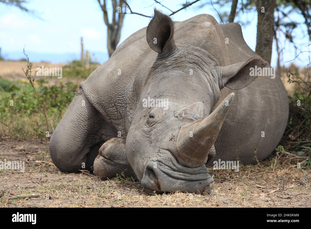 White Rhinoceros , sleeping in the shadow , Kenya ,Africa Stock Photo