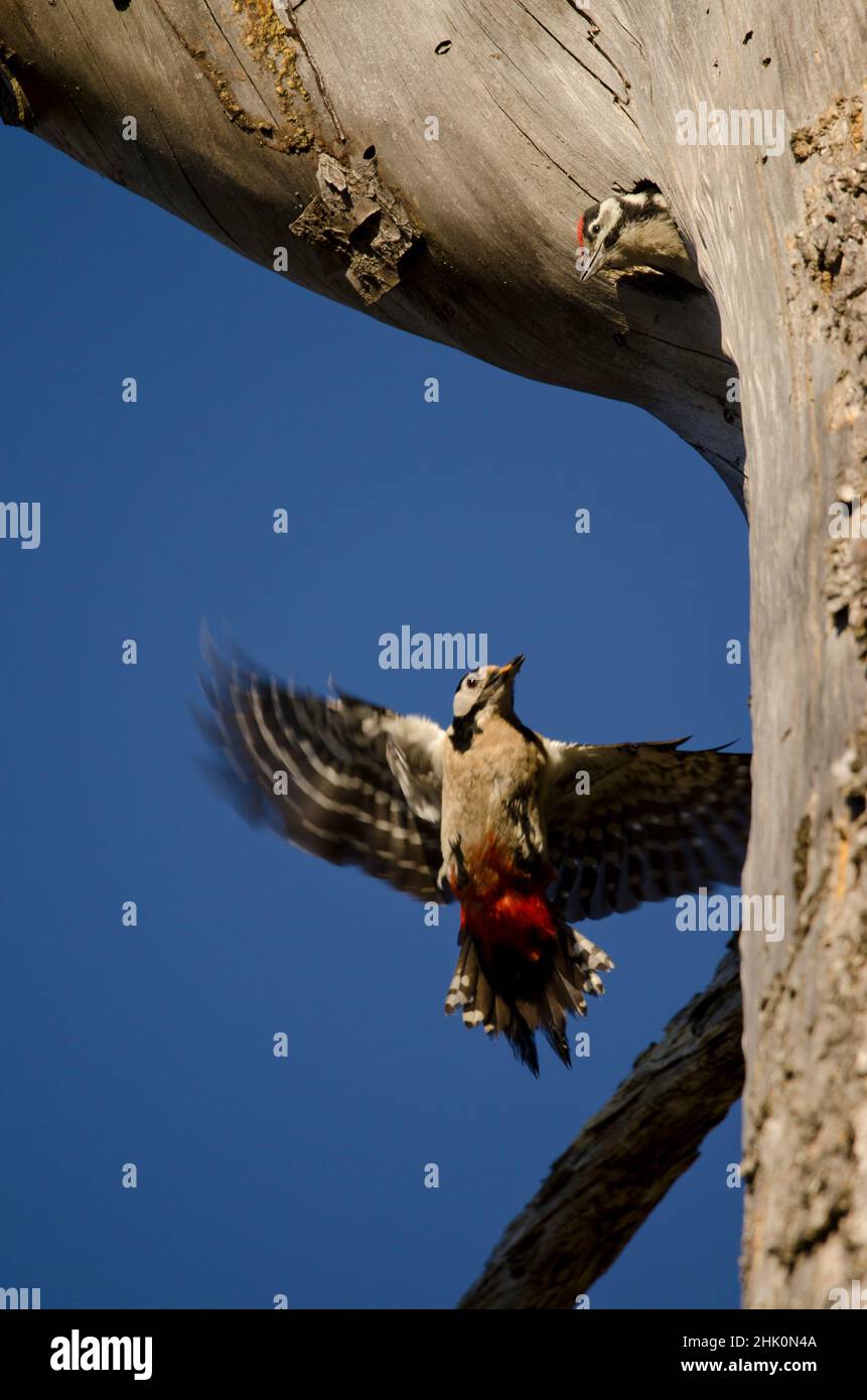 Great spotted woodpeckers (Dendrocopos major thanneri). Chick in the entrance of its nest and female approaching flying with food. Alsandara Stock Photo