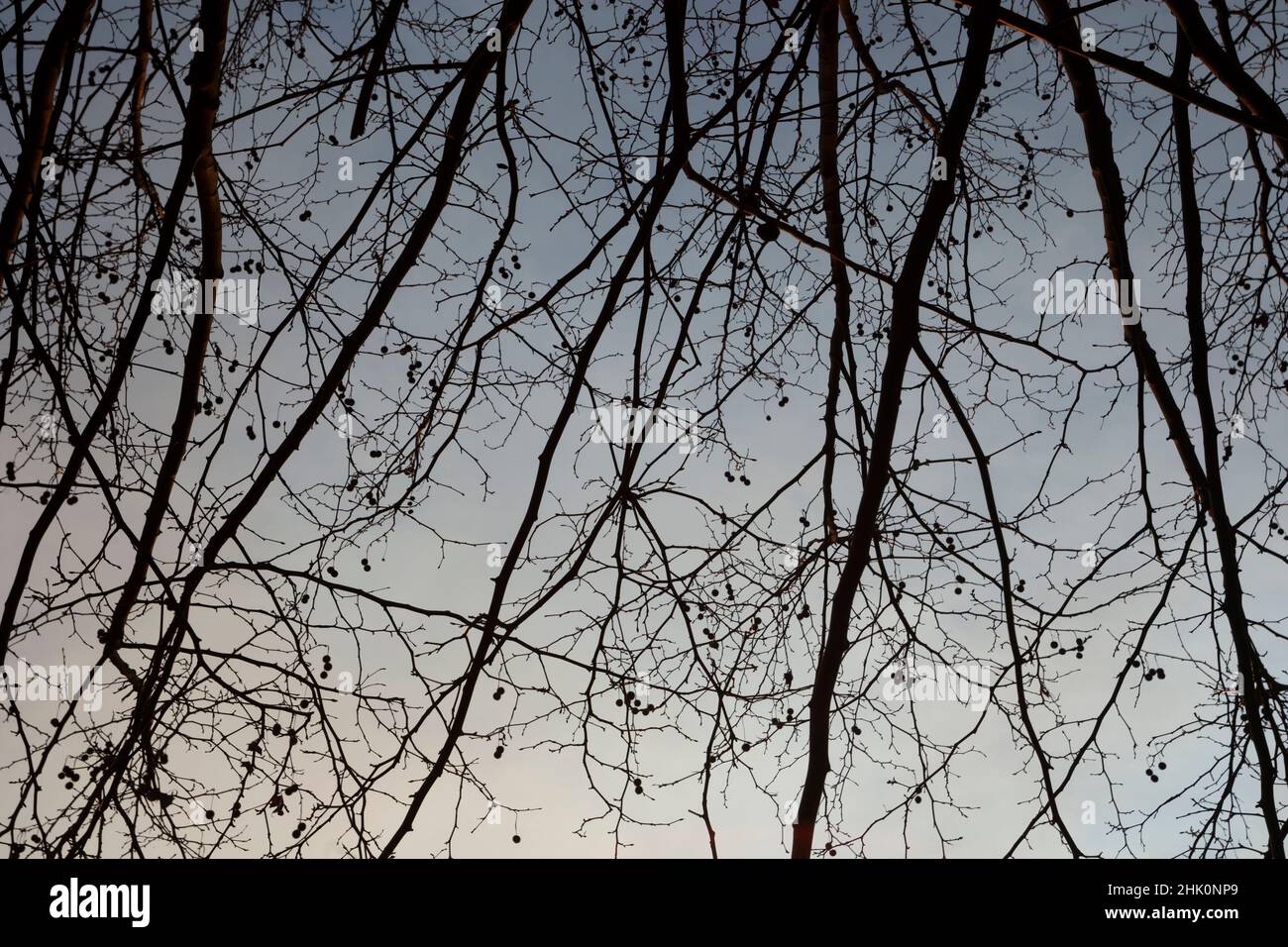 Silhouette of tree branches backlit against a blue sky with white ...