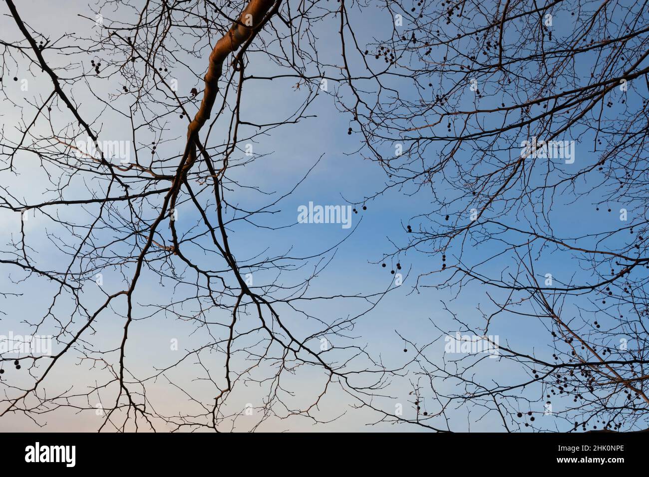 Silhouette of tree branches backlit against a blue sky with white ...