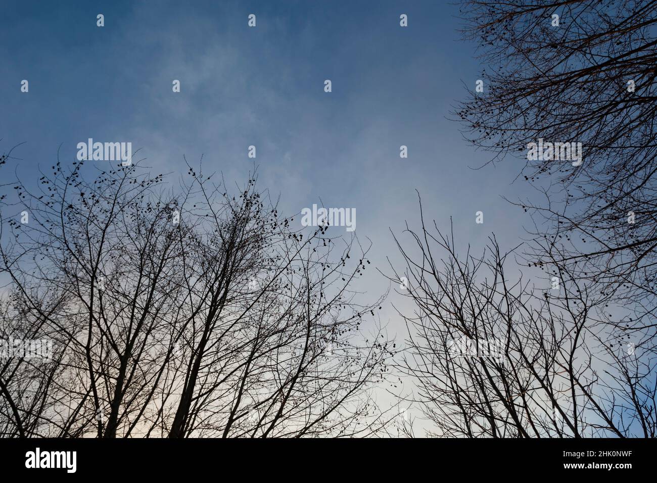 Silhouette of tree branches backlit against a blue sky with white ...