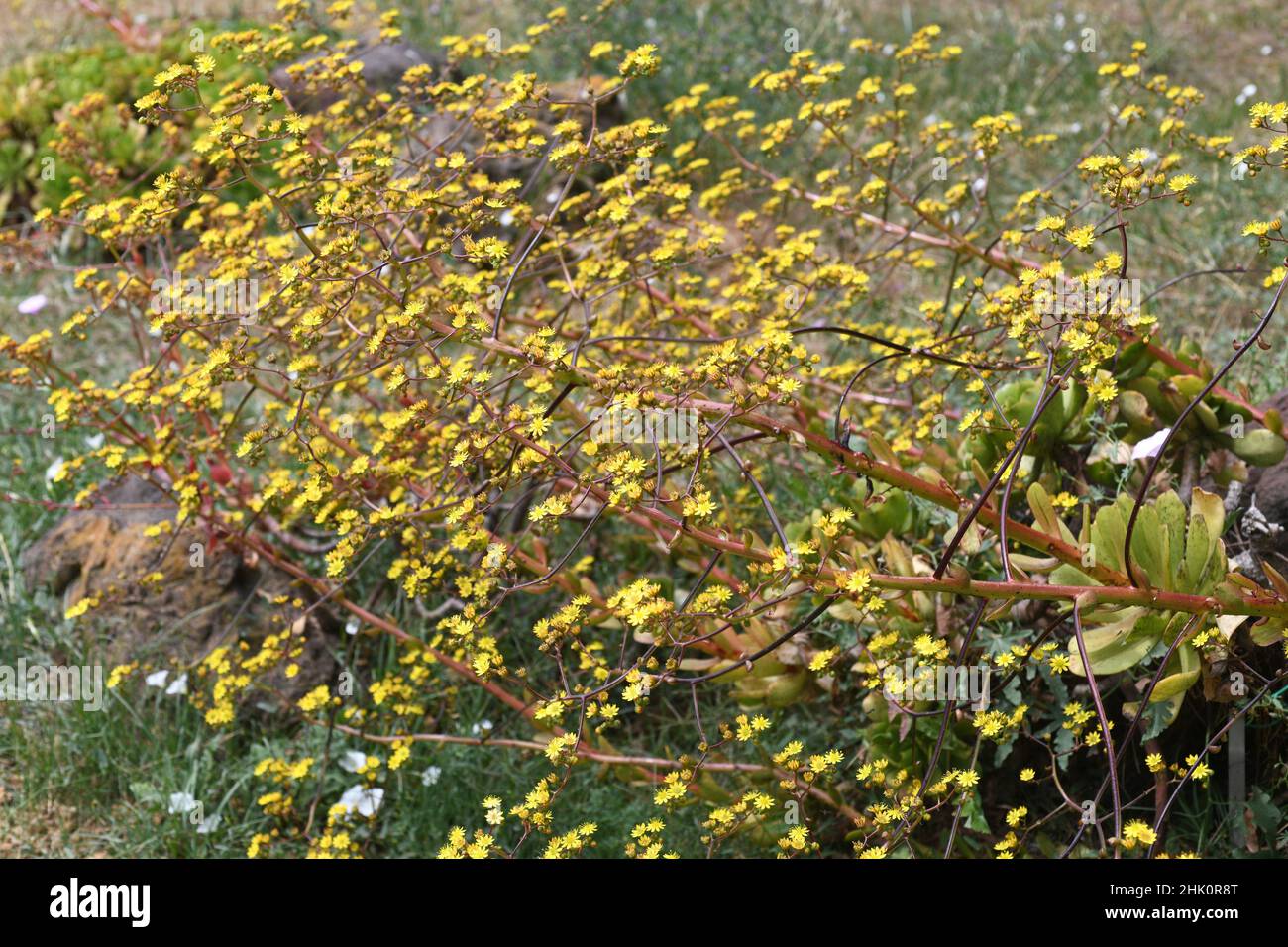 Saiao (Aeonium glutinosum) is a succulent shrub endemic to Madeira, Macaronesia, Portugal. Stock Photo