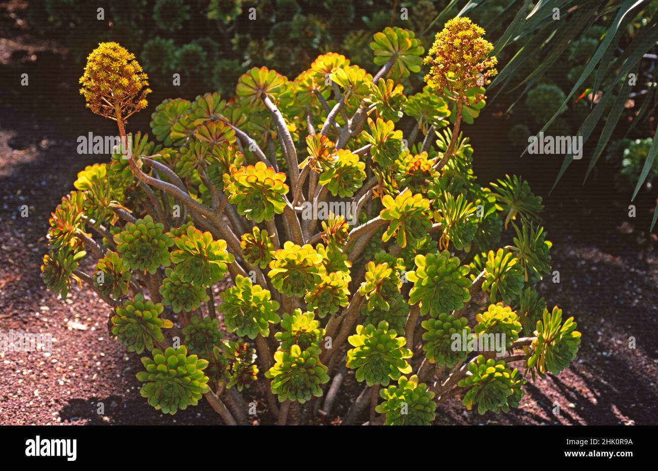 Bejeque arboreo (Aeonium arboreum) Is a succulent shrub endemic to Canary Islands except Lanzarote and Fuerteventura. Stock Photo