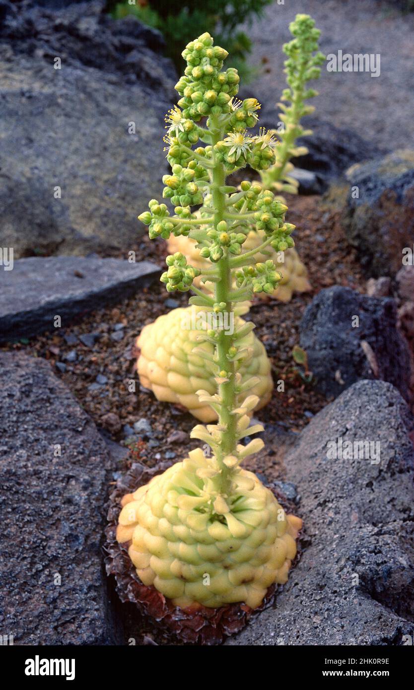 Gongaro pastel de risco (Aeonium tabulaeforme) is a succulent shrub endemic to Tenerife, Canary Islands, Spain. Stock Photo