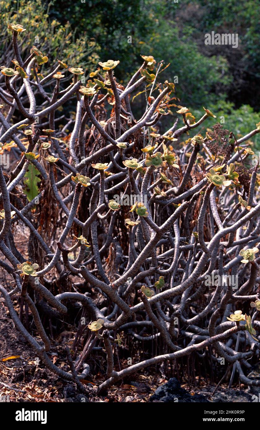 Bejeque arboreo (Aeonium arboreum) Is a succulent shrub endemic to Canary Islands, Spain. Stock Photo