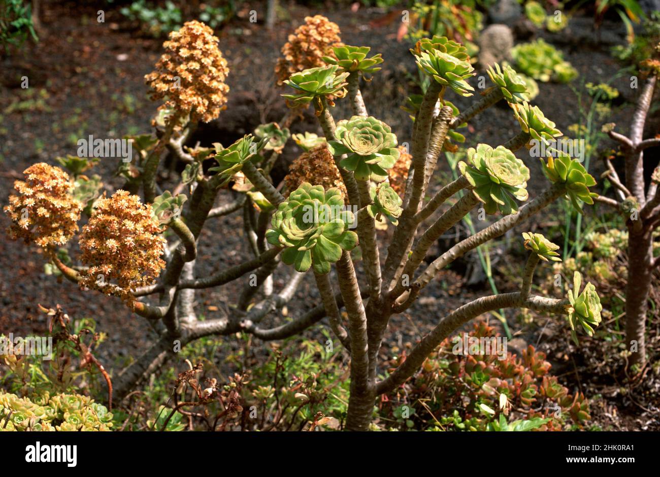 Bejeque arboreo (Aeonium arboreum) Is a succulent shrub endemic to Canary Islands, Spain. Stock Photo