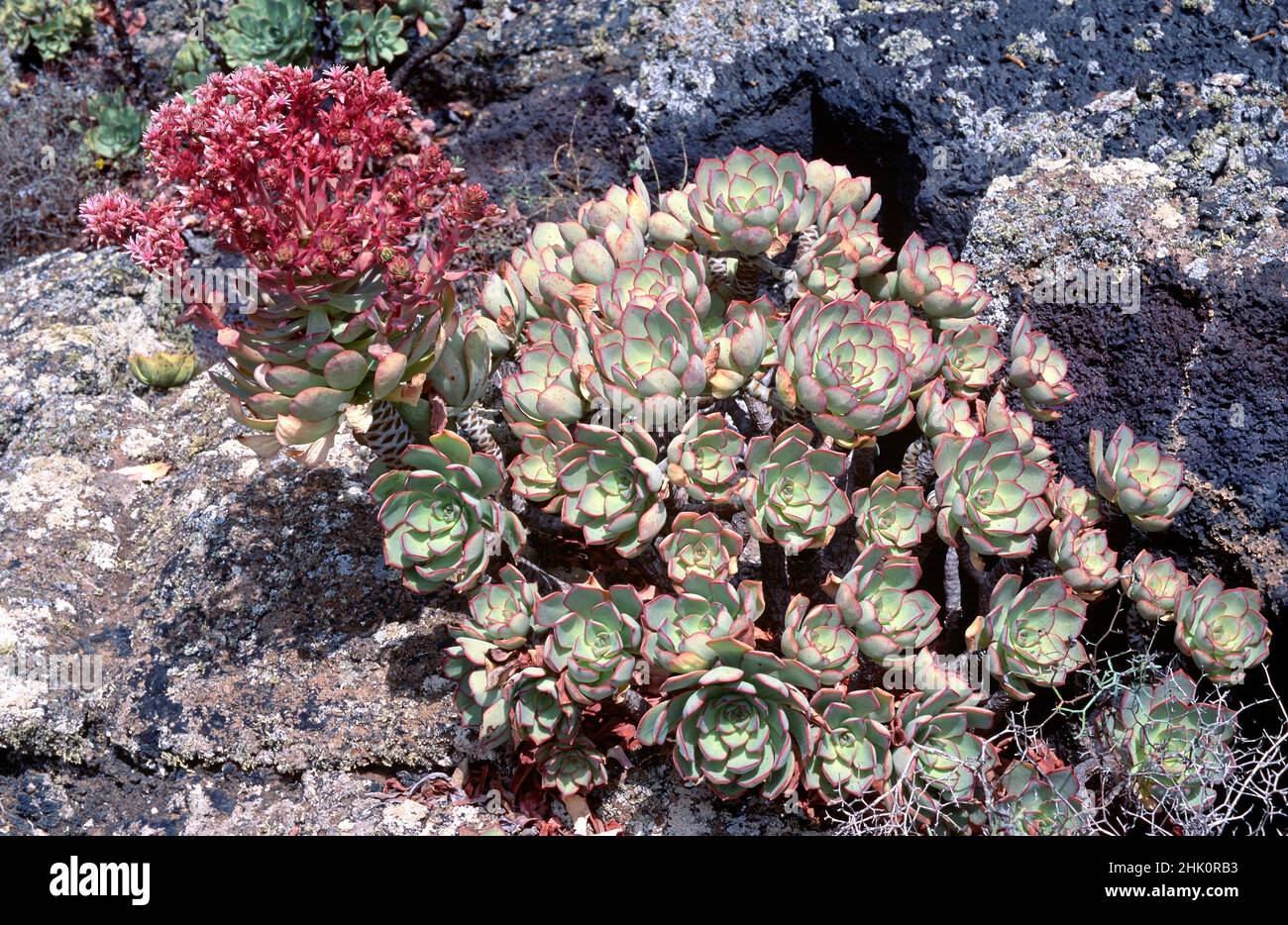 Bejeque de malpais (Aeonium lancerottense) is a succulent shrub endemic to Lanzarote, Canary Islands, Spain. Stock Photo