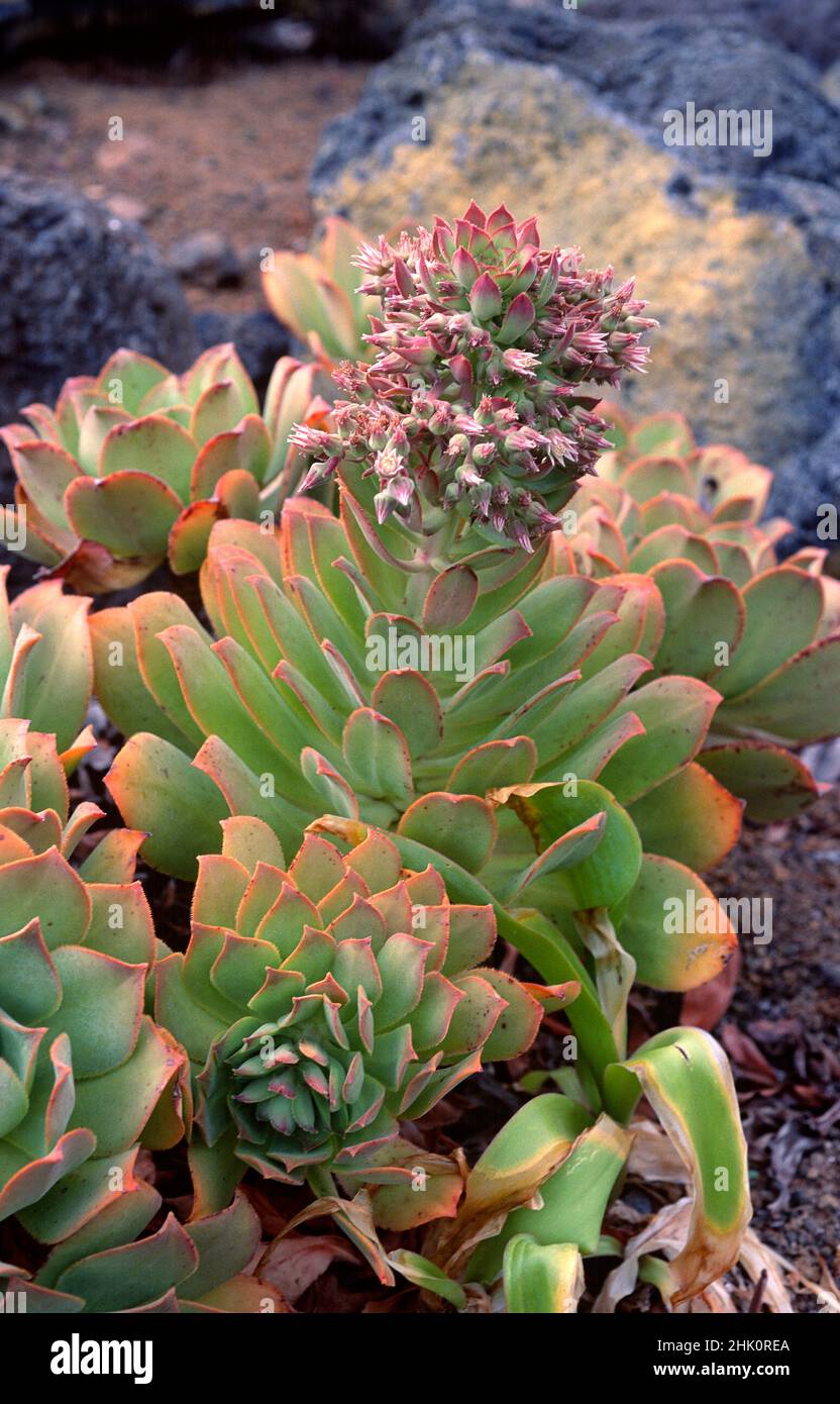 Bejeque de El Hierro (Aeonium valverdense) is a succulent shrub endemic to El Hierro, Canary Islands, Spain. Stock Photo