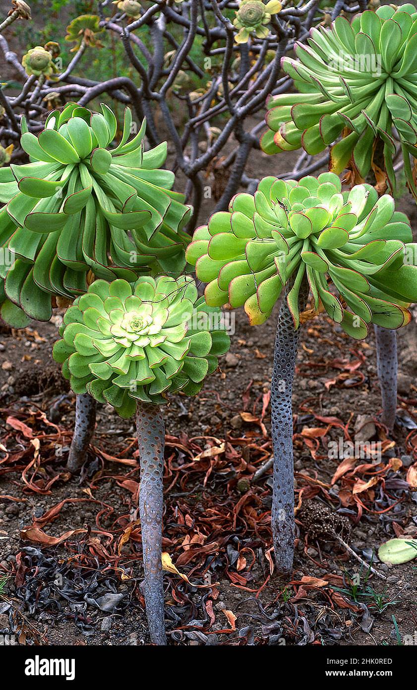 Bejeque puntero de Tenerife (Aeonium urbicum) is a succulent shrub endemic to Tenerife, Canary Islands, Spain. Stock Photo
