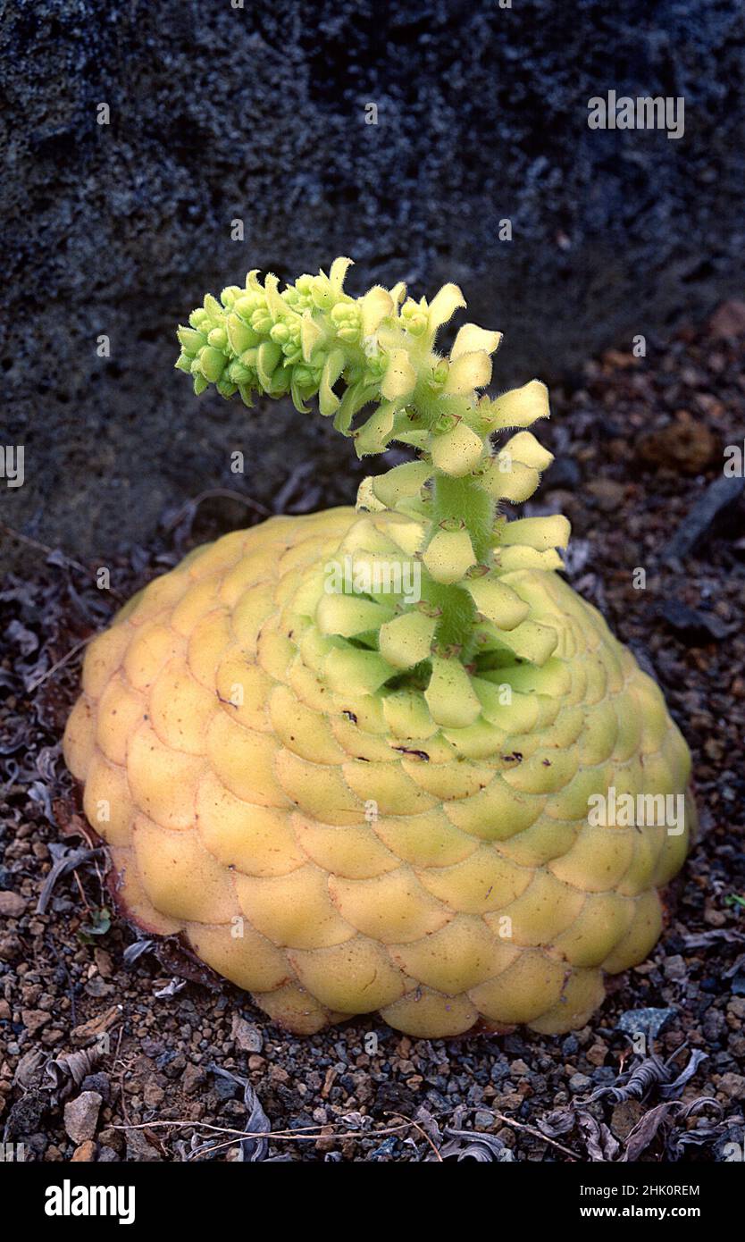 Gongaro pastel de risco (Aeonium tabulaeforme) is a succulent shrub endemic to Tenerife, Canary Islands, Spain. Stock Photo