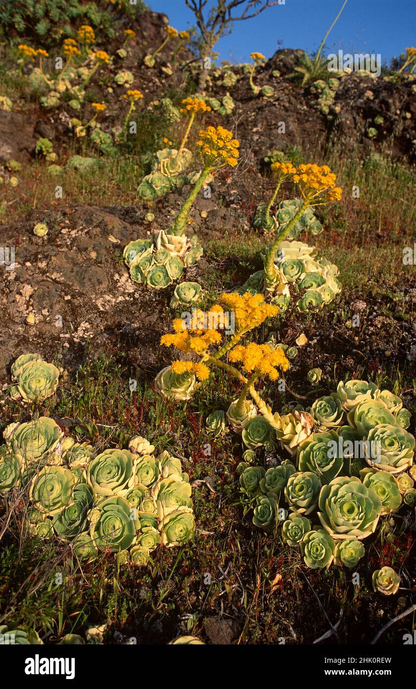 Bea de Tenerife (Greenovia dodrentalis or Aeonium dodrentale) is a succulent shrub endemic to Tenerife. This photo was taken in Masca, Tenerife, Stock Photo