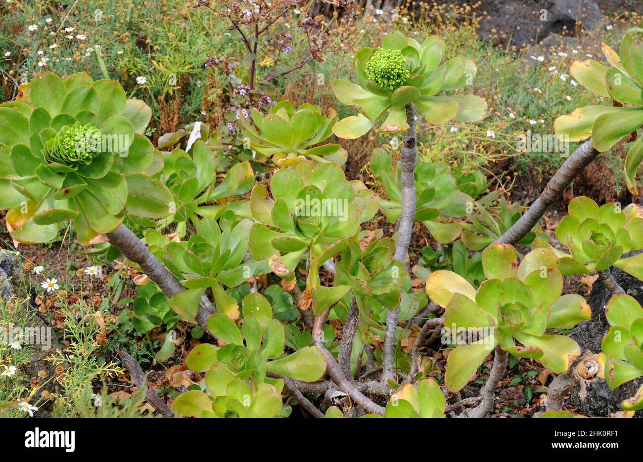Bejeque de Gran Canaria (Aeonium undulatum) is a succulent shrub endemic to Gran Canaria, Canary Islands, Spain. Stock Photo