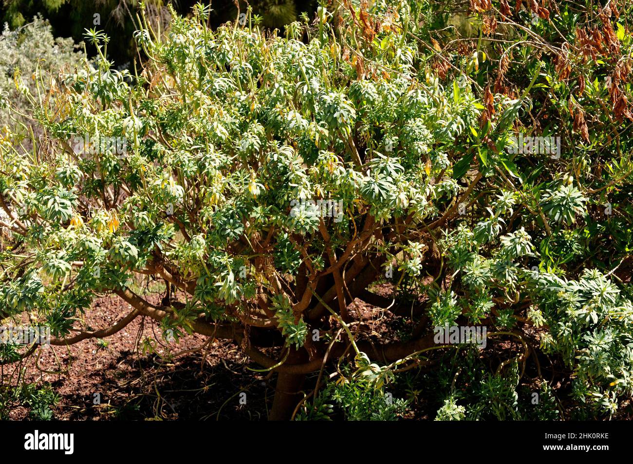 Savagens spurge (Euphorbia anachoreta) is a shrub endemic to Savage Islands, Portugal. Stock Photo