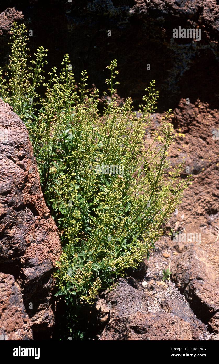 Fistulera de cumbre (Scrophularia glabrata) is a shrub endemic to Tenerife and La Palma. This photo was taken in Canadas del Teide National Park, Stock Photo