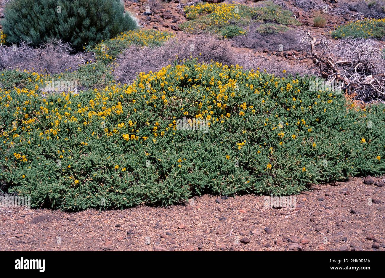 Codeso de cumbre (Adenocarpus viscosus) is a shrub endemic to Tenerife, La Gomera and La Palma. This photo was taken in Canadas del Teide National Stock Photo