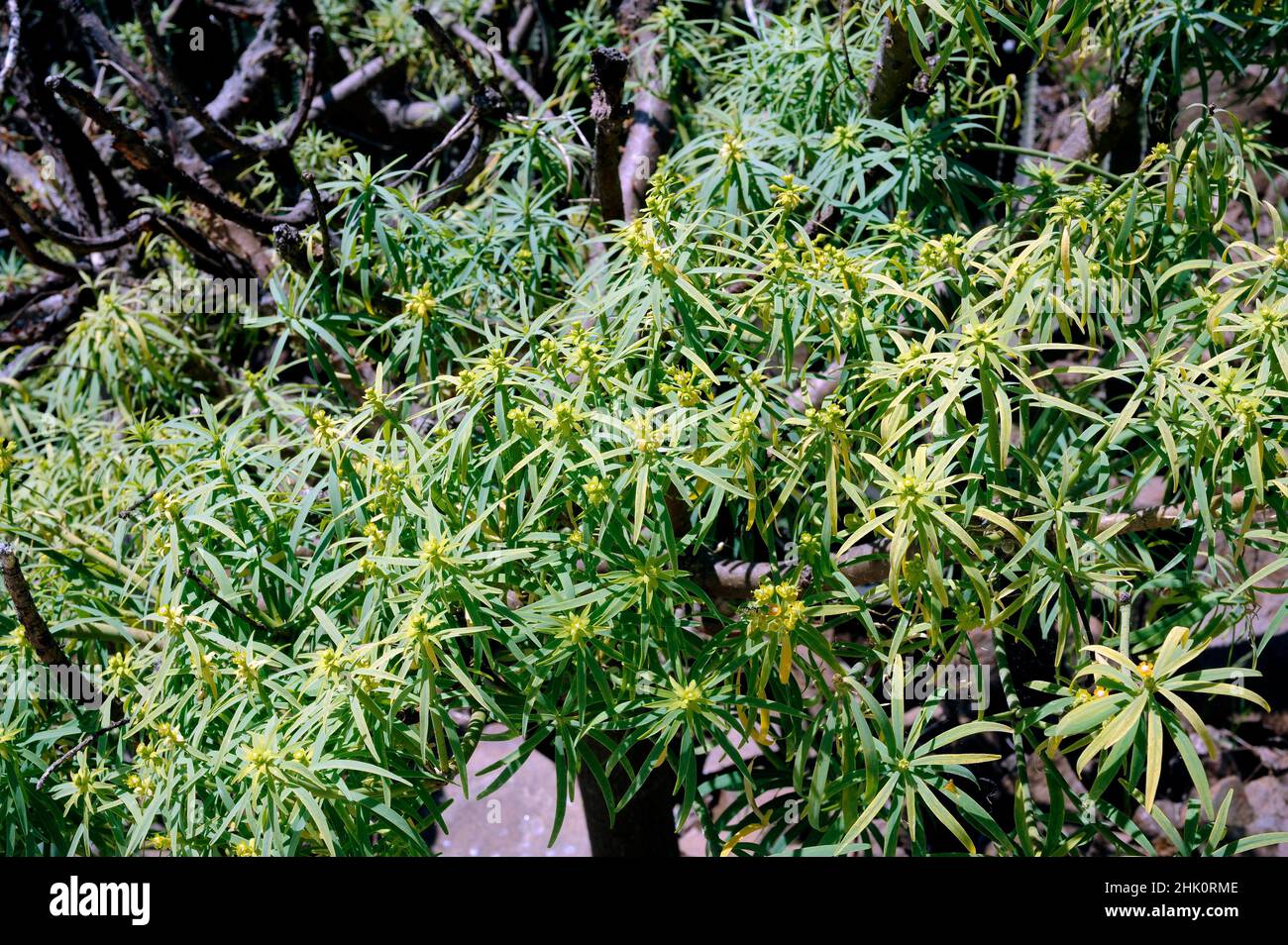 Tabaiba Amarga Or Higuerilla Euphorbia Lamarckii Euphorbia Broussonetii Or Euphorbia 4041